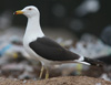 1cy fuscus in August, ringed in Finland. (81365 bytes)