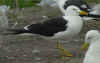 adult fuscus in July, ringed in Finland. (75788 bytes)