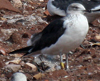 1cy fuscus in August, ringed in Finland. (81365 bytes)