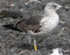 1cy fuscus in August, ringed in Finland. (81365 bytes)