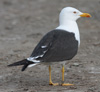 1cy fuscus in August, ringed in Finland. (81365 bytes)