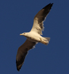 1cy fuscus in August, ringed in Finland. (81365 bytes)