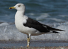 1cy fuscus in August, ringed in Finland. (81365 bytes)