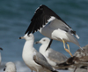 1cy fuscus in August, ringed in Finland. (81365 bytes)