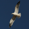 1cy fuscus in August, ringed in Finland. (81365 bytes)