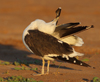 1cy fuscus in August, ringed in Finland. (81365 bytes)