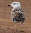 1cy fuscus in August, ringed in Finland. (81365 bytes)