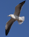 1cy fuscus in August, ringed in Finland. (81365 bytes)