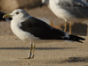 1cy fuscus in August, ringed in Finland. (81365 bytes)