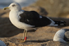 1cy fuscus in August, ringed in Finland. (81365 bytes)