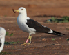 1cy fuscus in August, ringed in Finland. (81365 bytes)