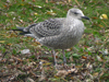 1cy fuscus in August, ringed in Finland. (81365 bytes)