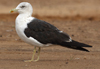 1cy fuscus in August, ringed in Finland. (81365 bytes)