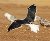 1cy fuscus in August, ringed in Finland. (81365 bytes)