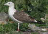 1cy fuscus in August, ringed in Finland. (81365 bytes)