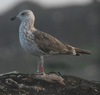 1cy fuscus in August, ringed in Finland. (81365 bytes)