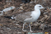 1cy fuscus in August, ringed in Finland. (81365 bytes)