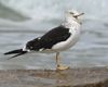 1cy fuscus in August, ringed in Finland. (81365 bytes)