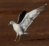 1cy fuscus in August, ringed in Finland. (81365 bytes)