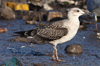 1cy fuscus in August, ringed in Finland. (81365 bytes)