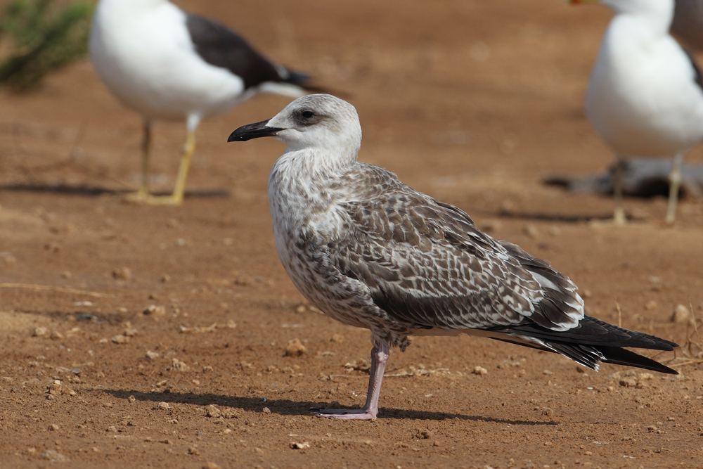 Larus fuscus