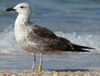 1cy fuscus in August, ringed in Finland. (81365 bytes)