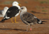 1cy fuscus in August, ringed in Finland. (81365 bytes)