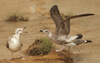 1cy fuscus in August, ringed in Finland. (81365 bytes)