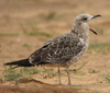 1cy fuscus in August, ringed in Finland. (81365 bytes)