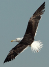 1cy fuscus in August, ringed in Finland. (81365 bytes)