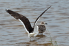 1cy fuscus in August, ringed in Finland. (81365 bytes)