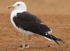 1cy fuscus in August, ringed in Finland. (81365 bytes)