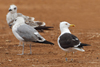 1cy fuscus in August, ringed in Finland. (81365 bytes)