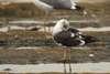 1cy fuscus in August, ringed in Finland. (81365 bytes)