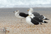 1cy fuscus in August, ringed in Finland. (81365 bytes)