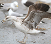 1cy fuscus in August, ringed in Finland. (81365 bytes)