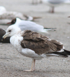 1cy fuscus in August, ringed in Finland. (81365 bytes)