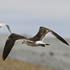 1cy fuscus in August, ringed in Finland. (81365 bytes)