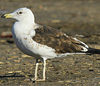 1cy fuscus in August, ringed in Finland. (81365 bytes)