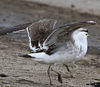 1cy fuscus in August, ringed in Finland. (81365 bytes)