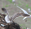 1cy fuscus in August, ringed in Finland. (81365 bytes)