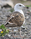 1cy fuscus in August, ringed in Finland. (81365 bytes)