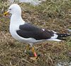 adult fuscus in July, ringed in Finland. (80753 bytes)