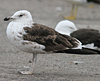 L. f. fuscus in July, ringed in Finland. (97367 bytes)