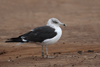 1cy fuscus in August, ringed in Finland. (81365 bytes)