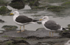 1cy fuscus in August, ringed in Finland. (81365 bytes)